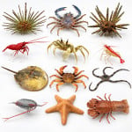 Invertebrates Model